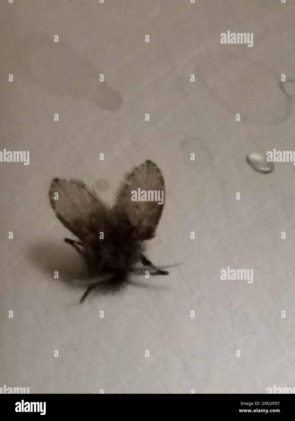 What Is A Bathroom Moth Fly