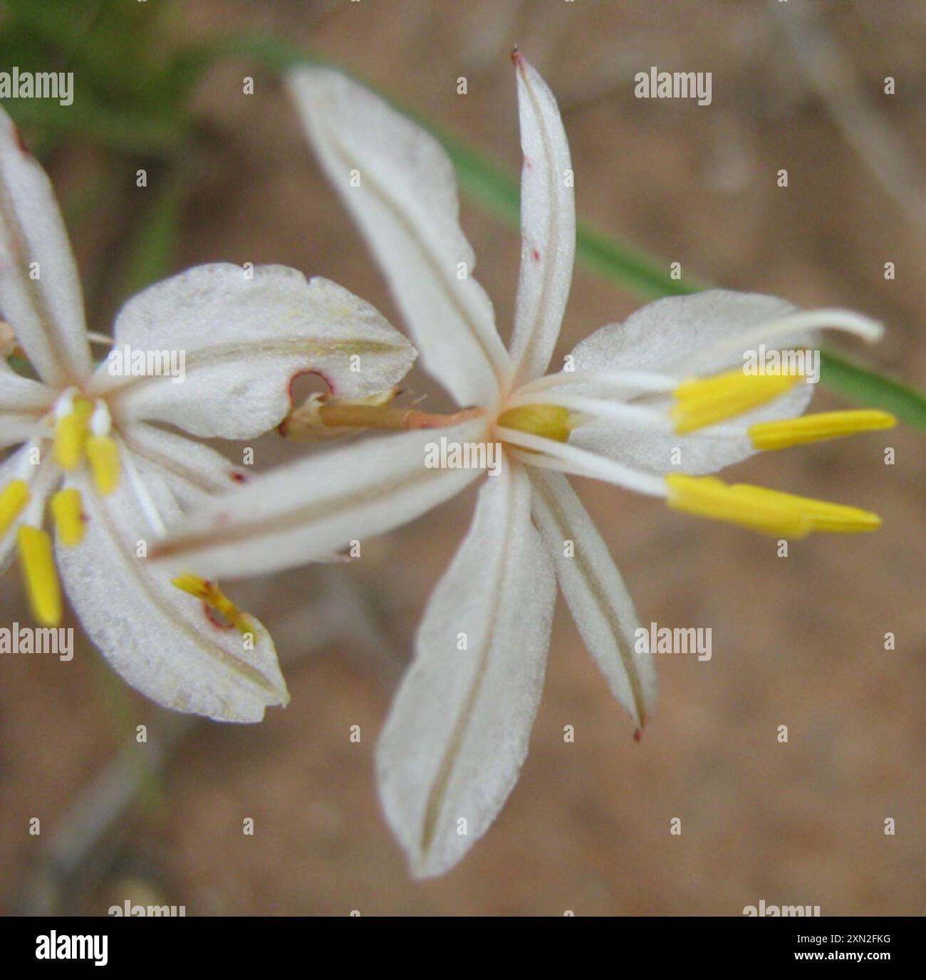 Grass Lilies (Chlorophytum) Plantae Stock Photo - Alamy