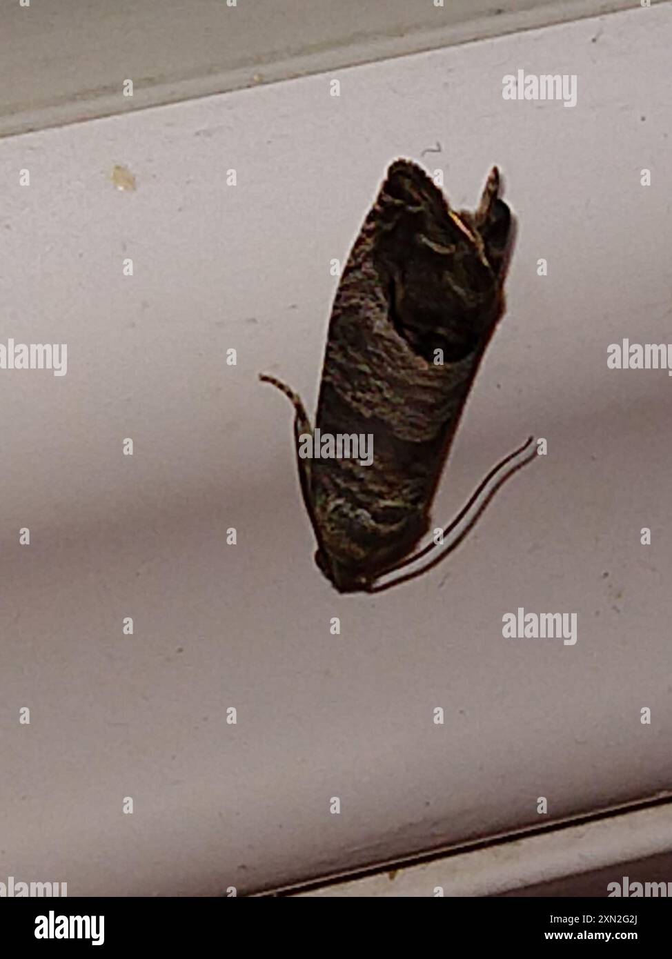 Cidia Insect Codling Moth (Cydia pomonella) Insecta Stock Photo - Alamy