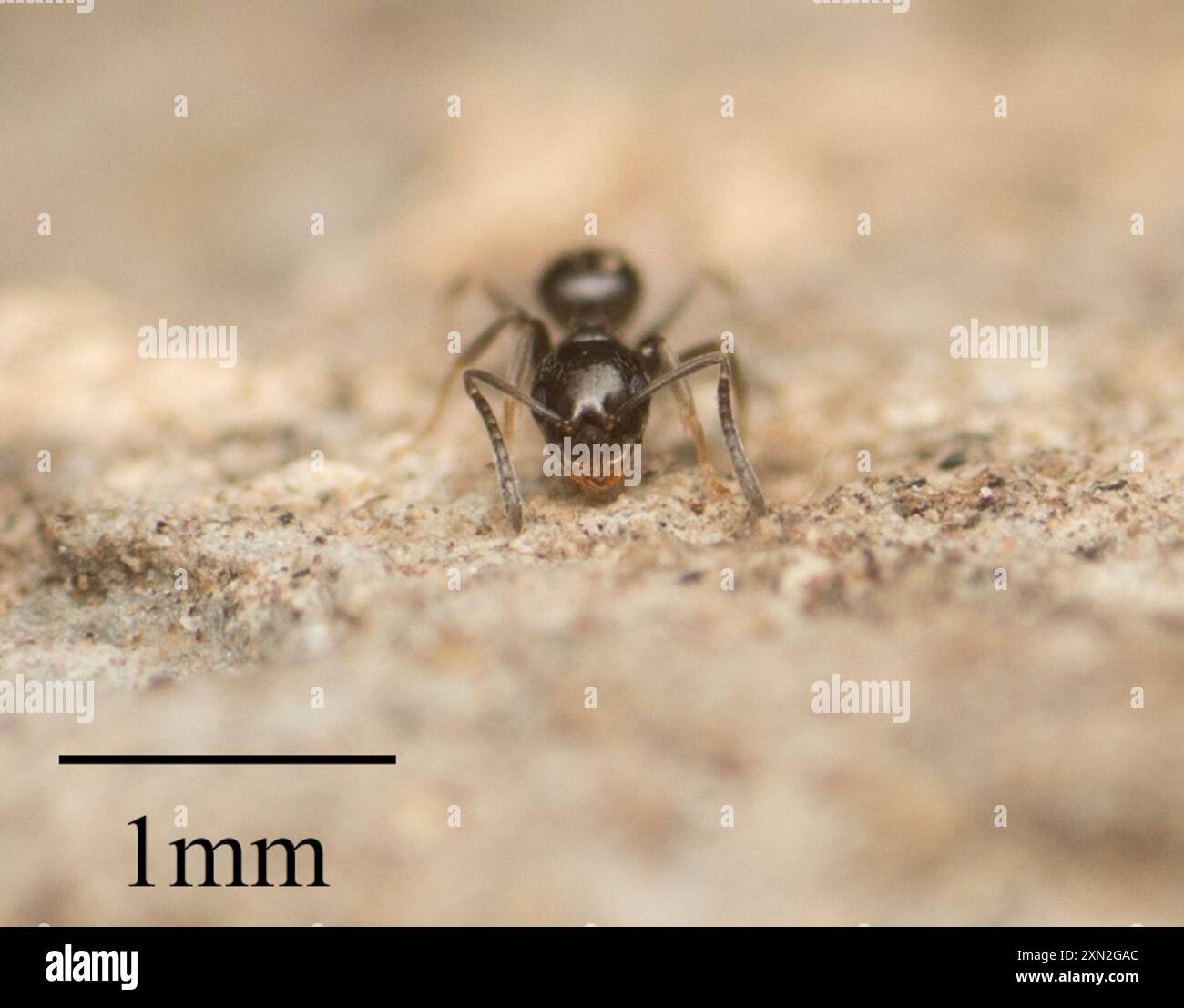 Dark Rover Ant Brachymyrmex patagonicus hi-res stock photography and images - Alamy
