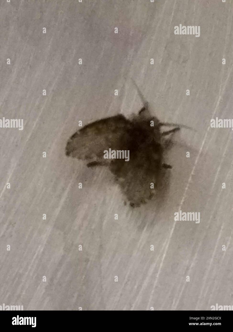 Bathroom Moth Fly (Clogmia albipunctata) Insecta Stock Photo - Alamy