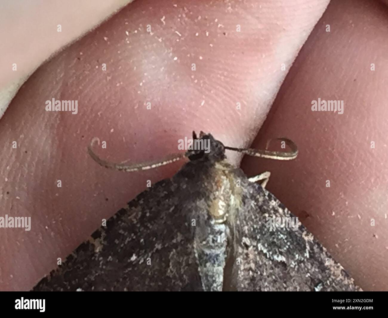 Brown evening moth (Gellonia dejectaria) Insecta Stock Photo - Alamy