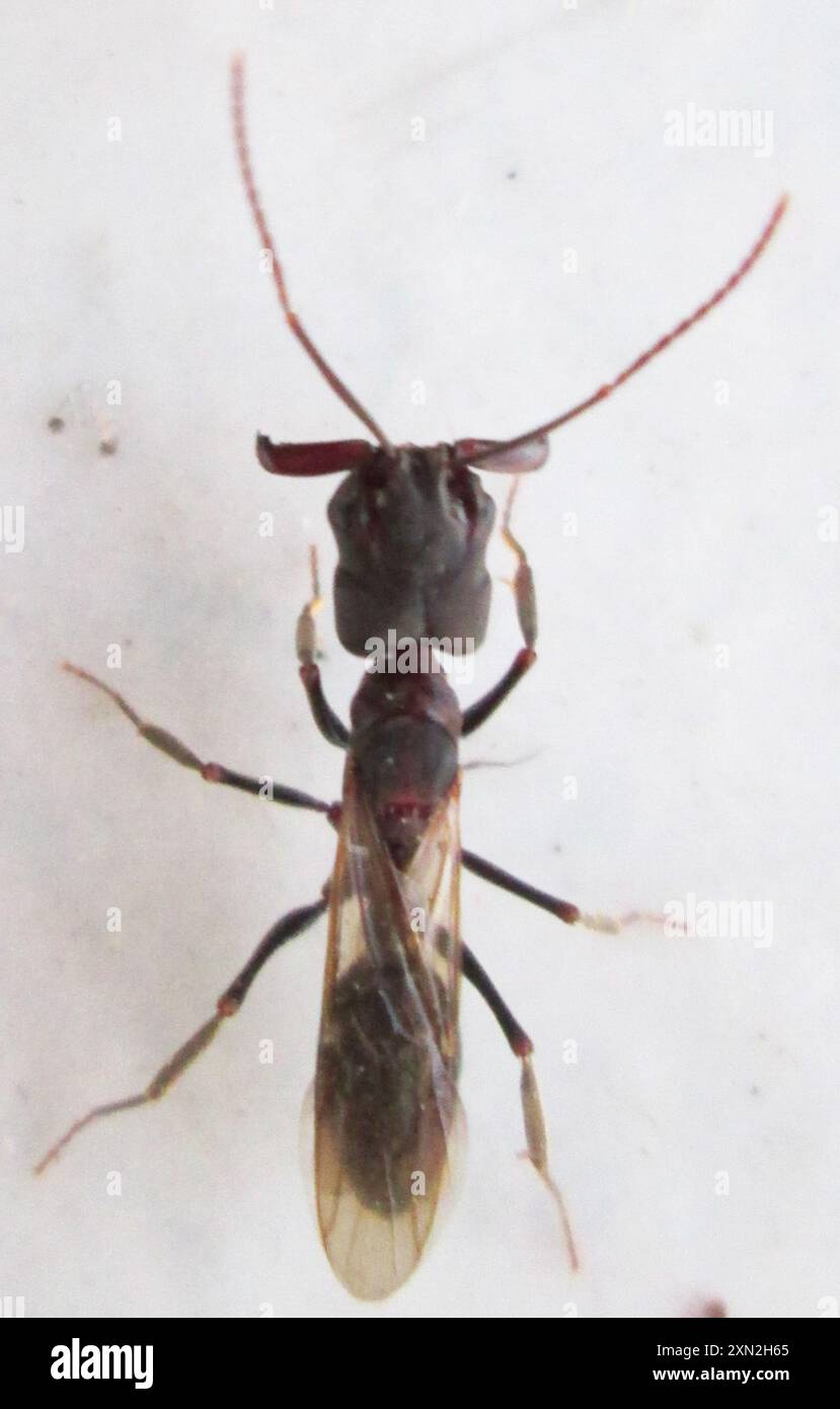 Photo inspiration: Visual Reference: Typical Trap Jaw Ants Odontomachus Insecta Stock Photo