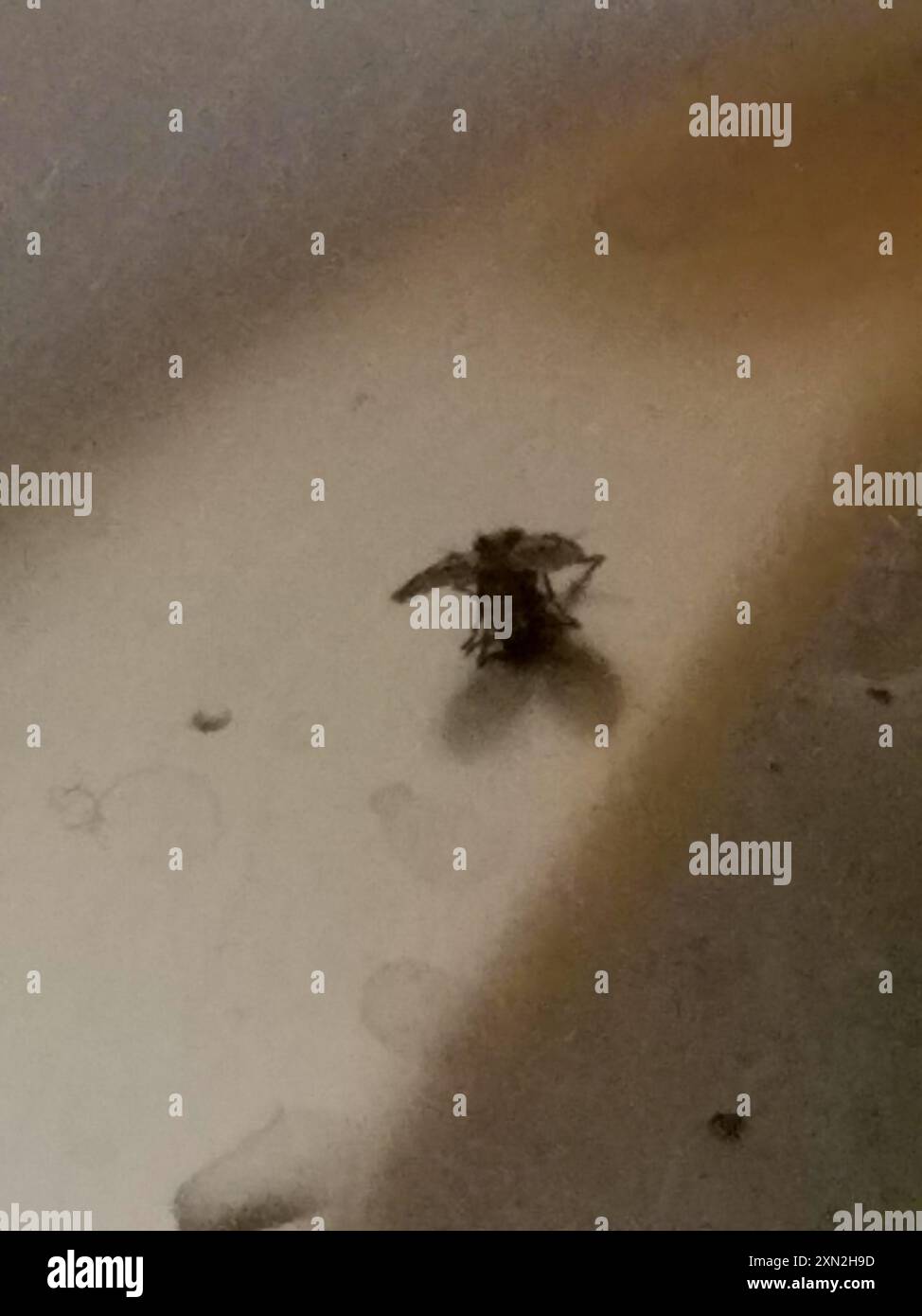 Bathroom Moth Fly (Clogmia albipunctata) Insecta Stock Photo - Alamy