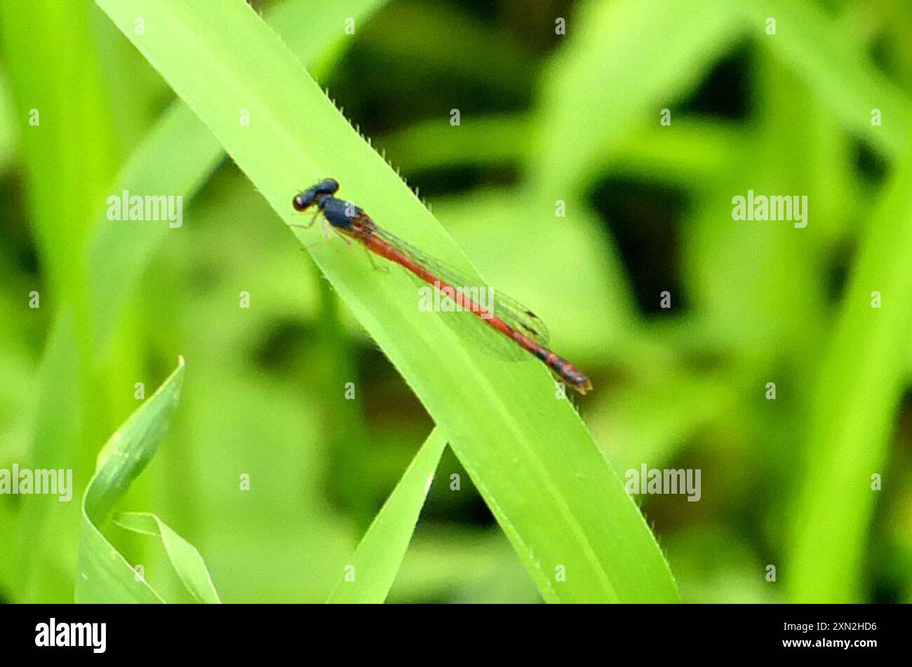 Damsel Insect Eastern Red Damsel (Amphiagrion saucium) Insecta Stock Photo - Alamy