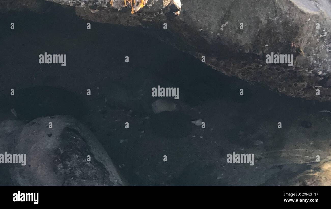 Lesser Two-spot Octopus (Octopus bimaculoides) Mollusca Stock Photo - Alamy