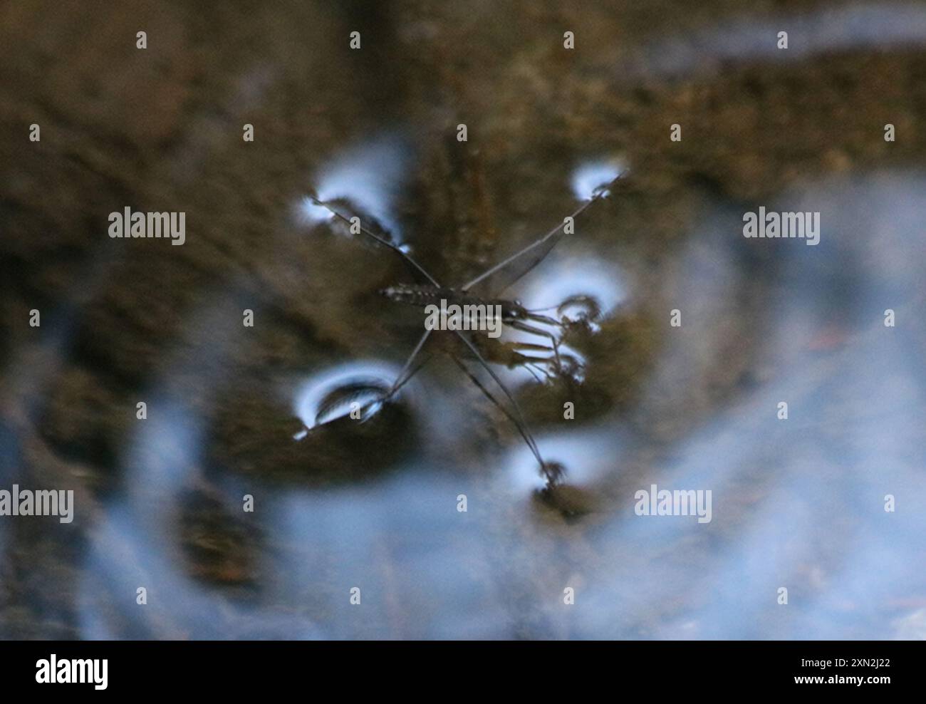 North American Common Water Strider (Aquarius remigis) Insecta Stock ...