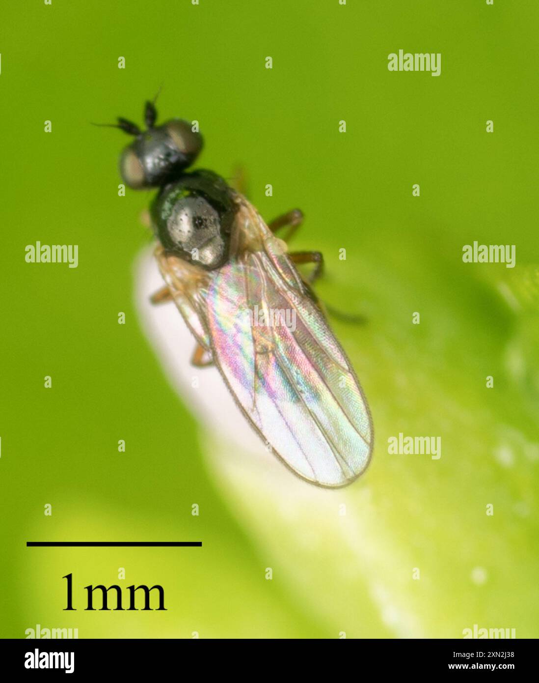 Frip Insect Frit Flies (Chloropidae) Insecta Stock Photo - Alamy