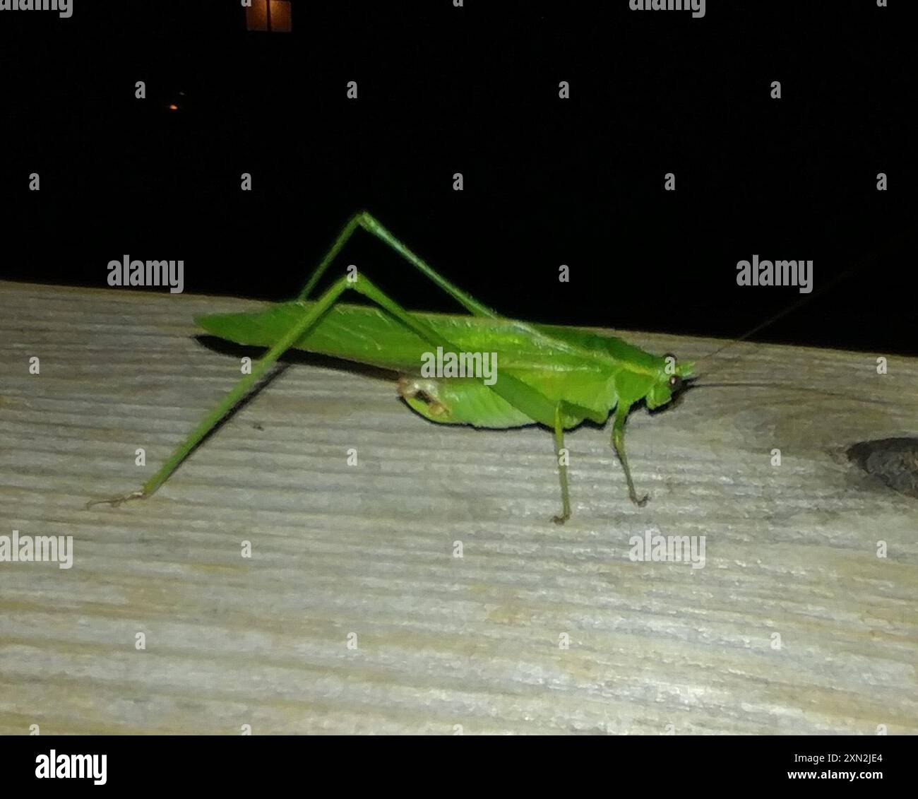 Fork Insect Fork-tailed Bush Katydid (Scudderia furcata) Insecta Stock Photo - Alamy
