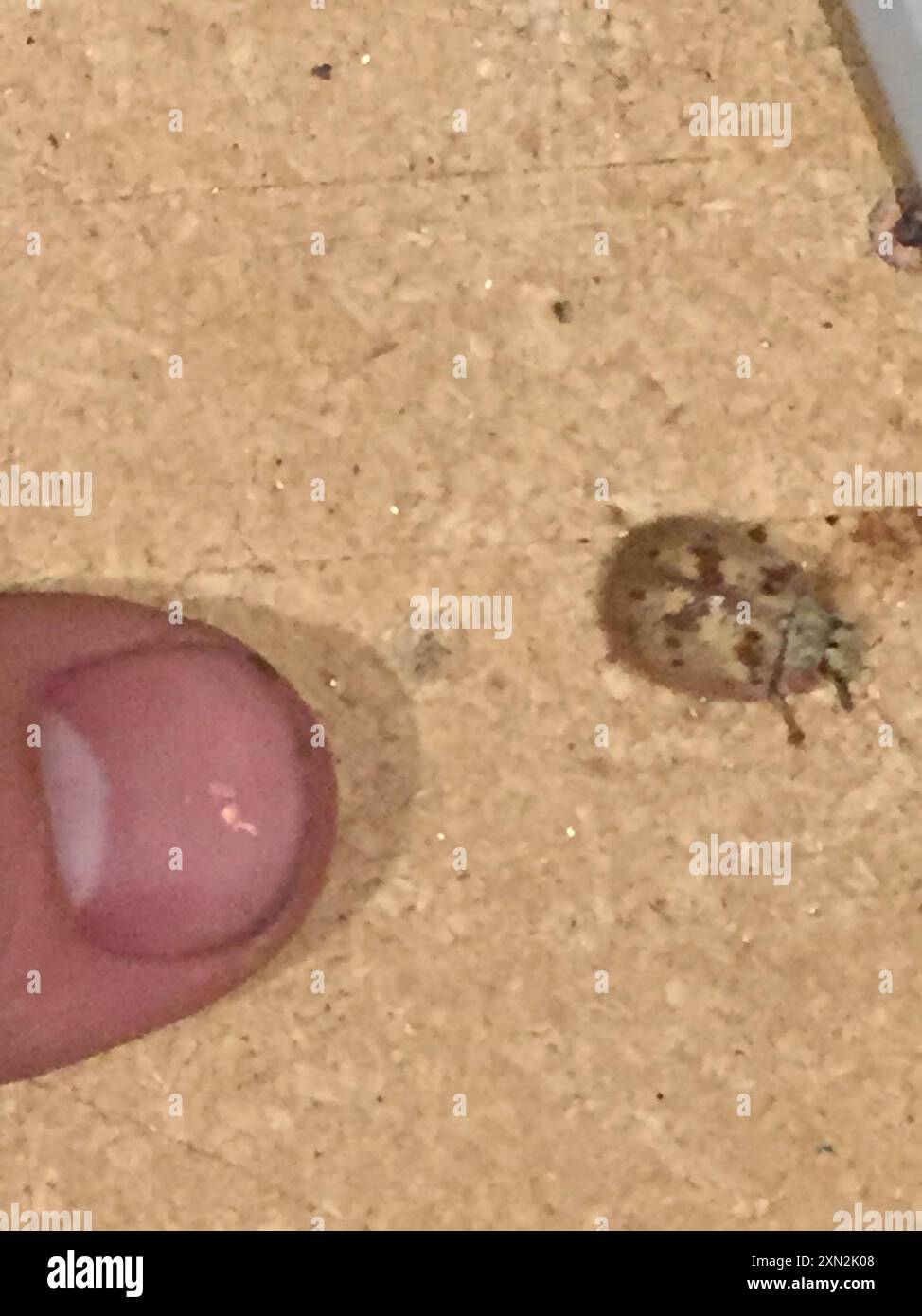 Eucalyptus Tortoise Beetle (Paropsis charybdis) Insecta Stock Photo - Alamy