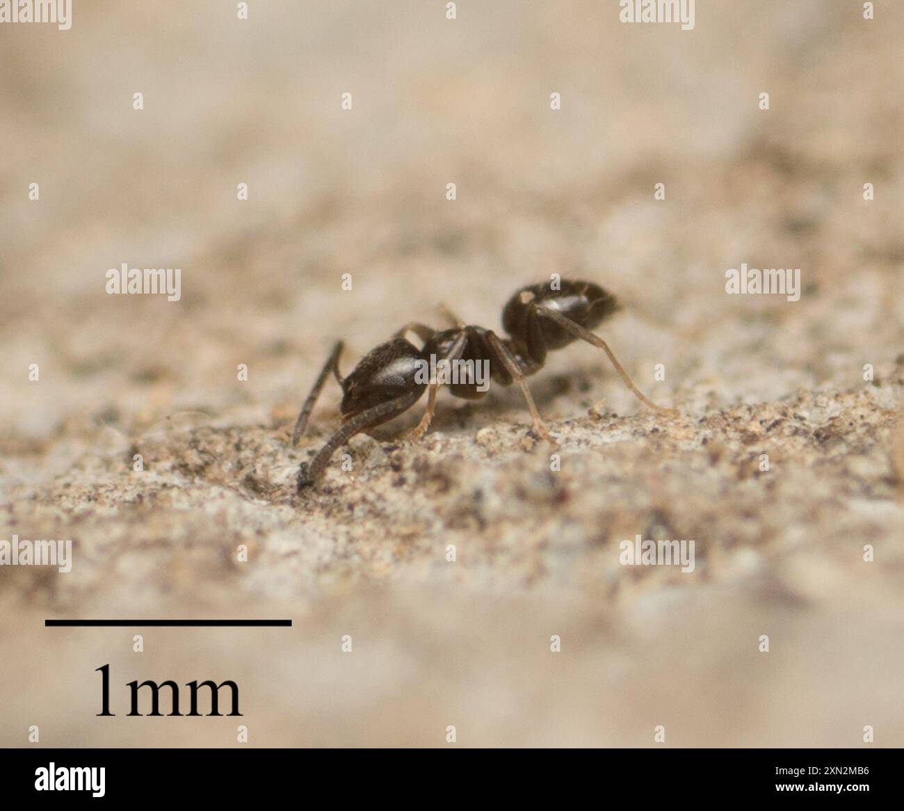 Dark Rover Ant Brachymyrmex patagonicus hi-res stock photography and images - Alamy