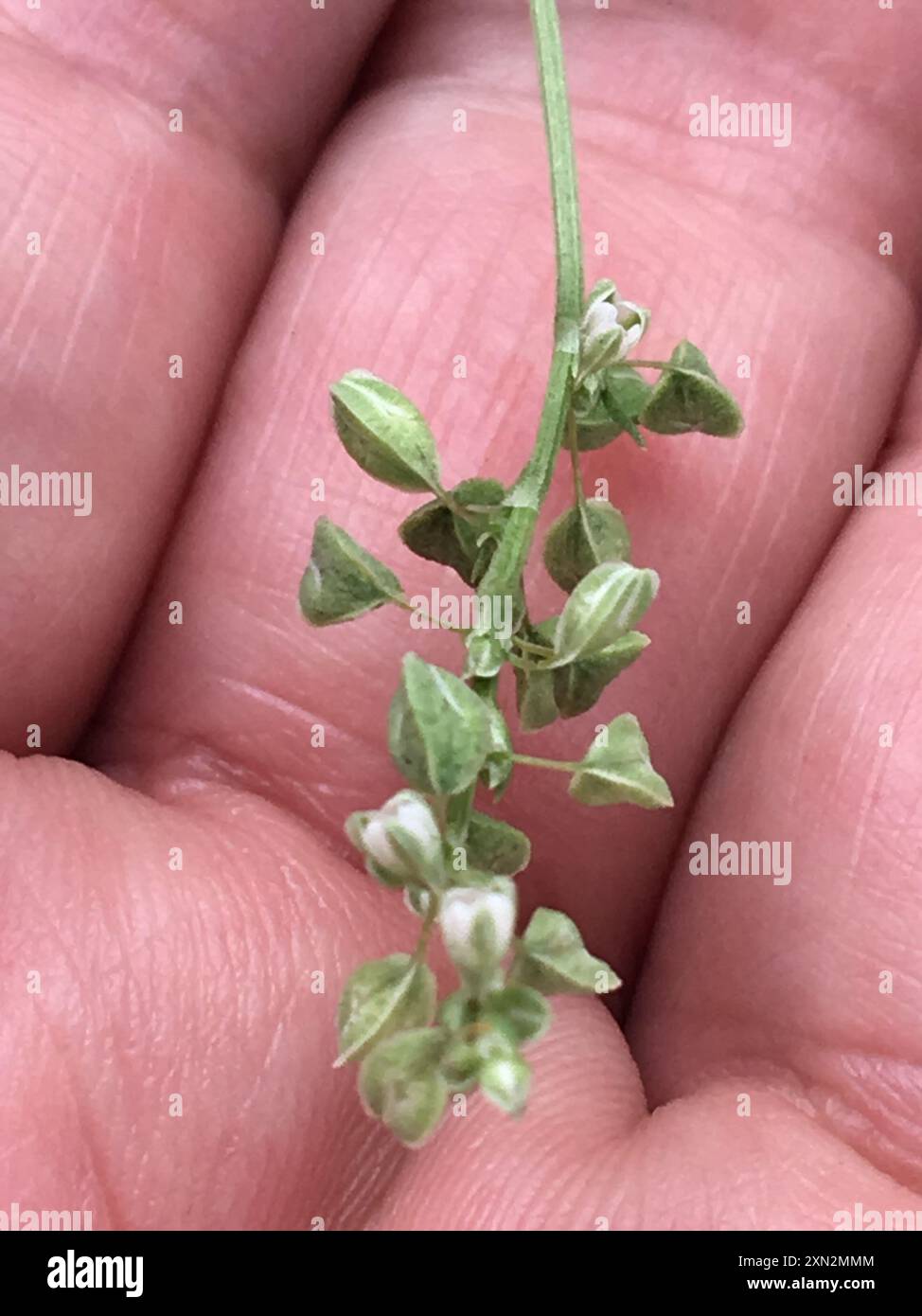 Black-bindweed (Fallopia convolvulus) Plantae Stock Photo - Alamy