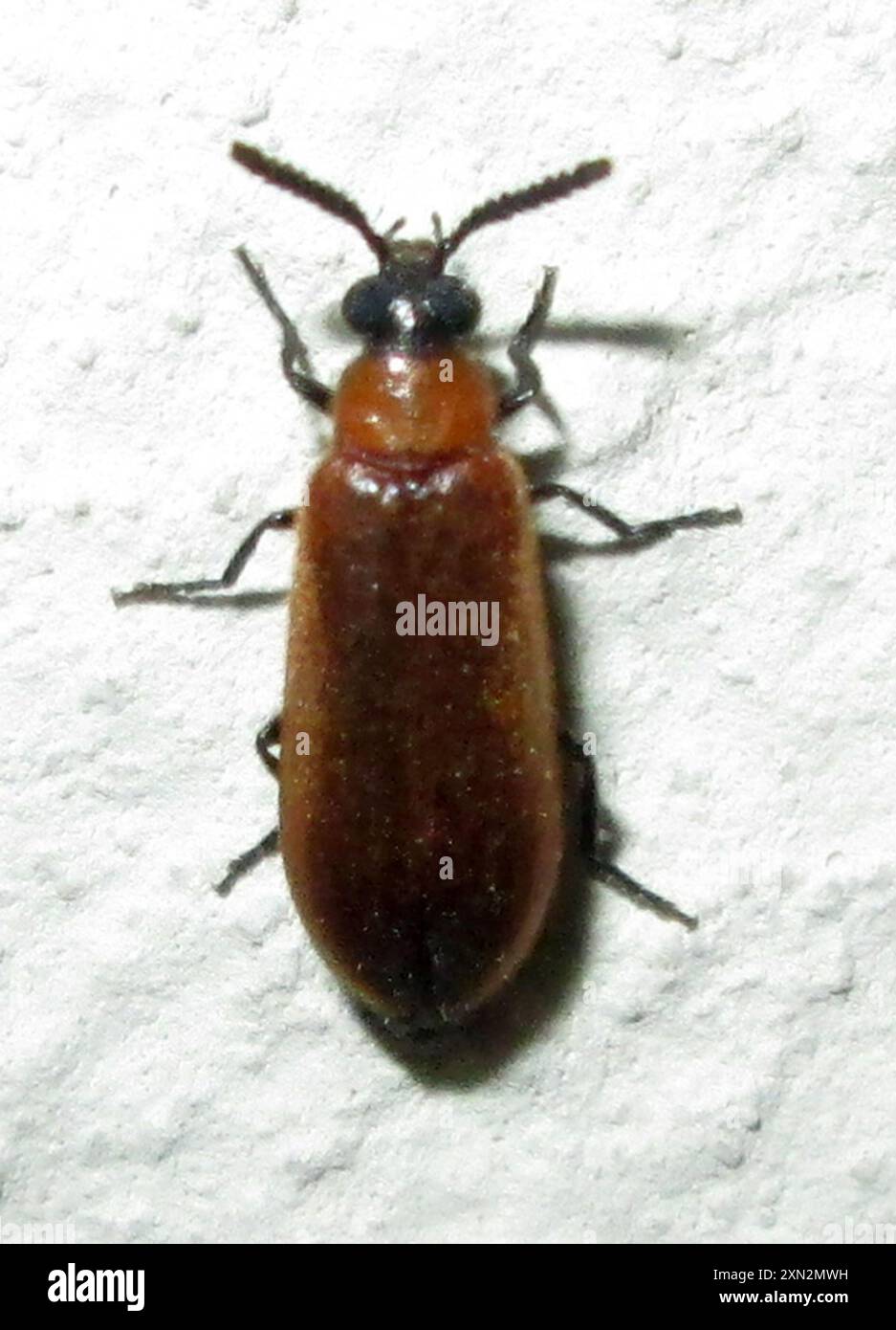 Singular Insects (Physciolagria singularicornis) Insecta Stock Photo - Alamy