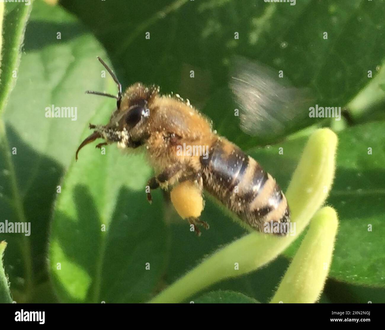 Western Honey Bee (Apis mellifera) Insecta Stock Photo - Alamy