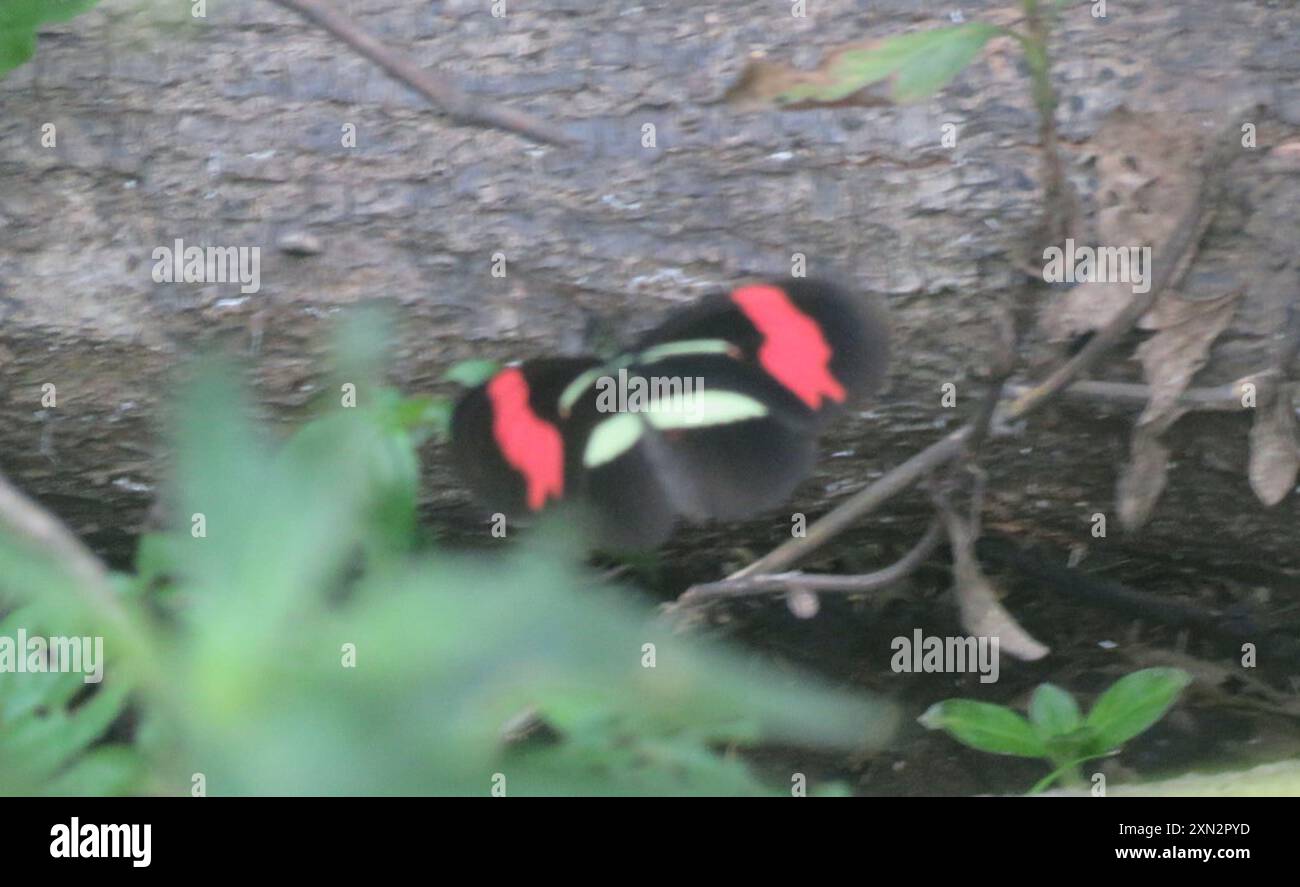 (Heliconius erato phyllis) Insecta Stock Photo - Alamy