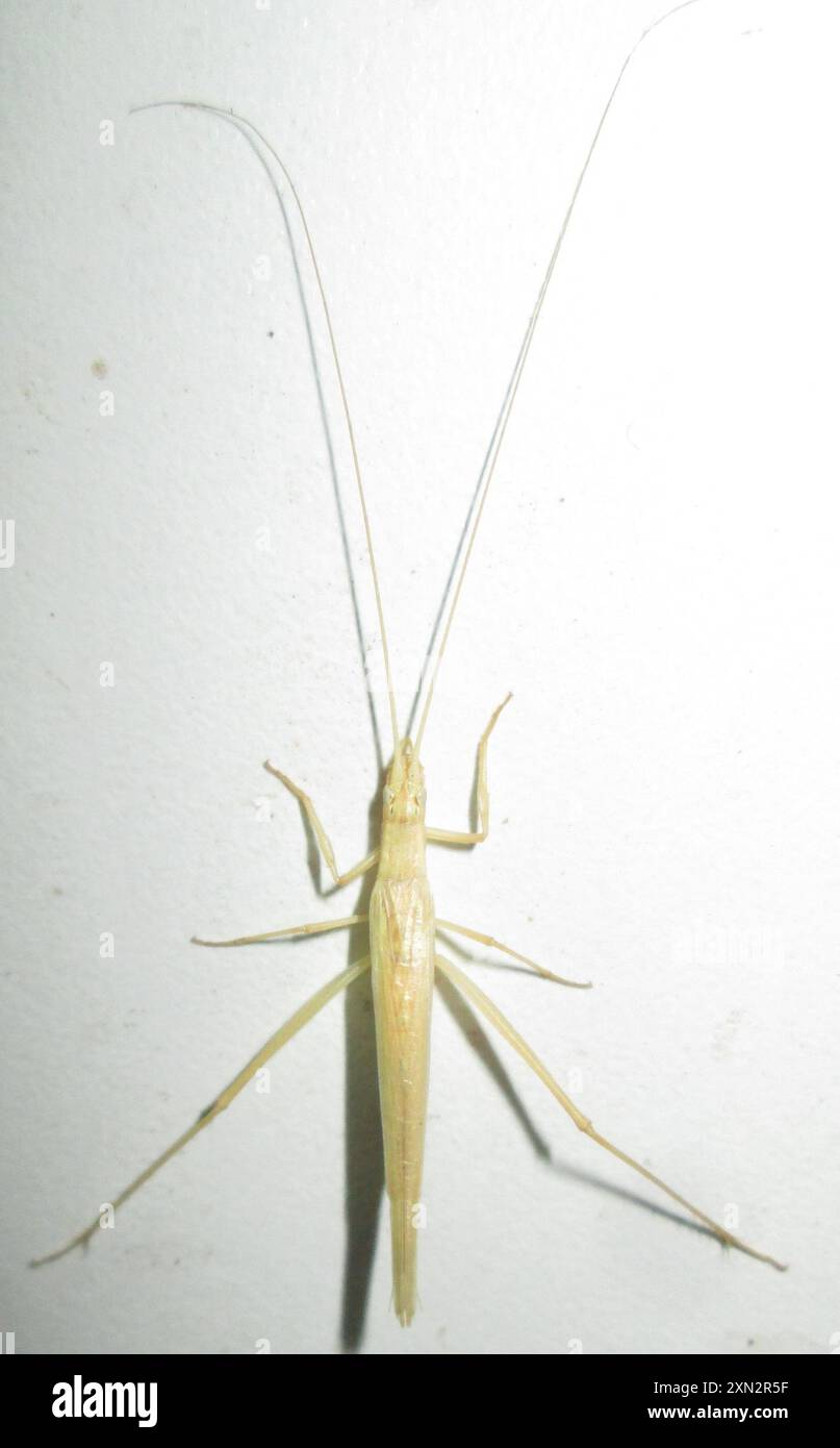 Common Tree Crickets (Oecanthus) Insecta Stock Photo - Alamy