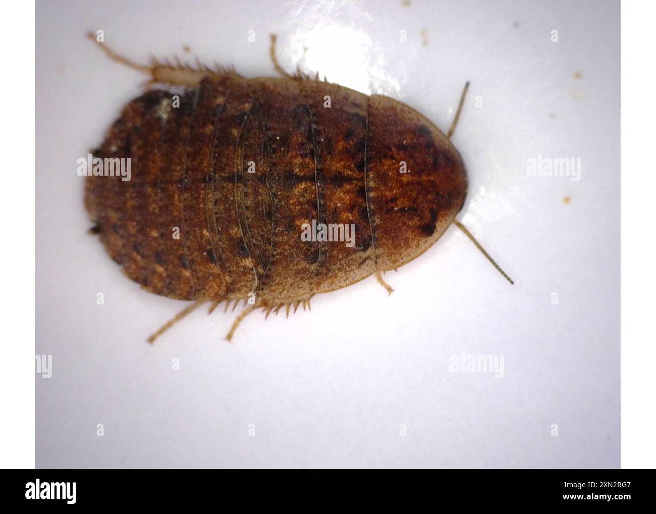 Cockroaches and Termites (Blattodea) Insecta Stock Photo - Alamy