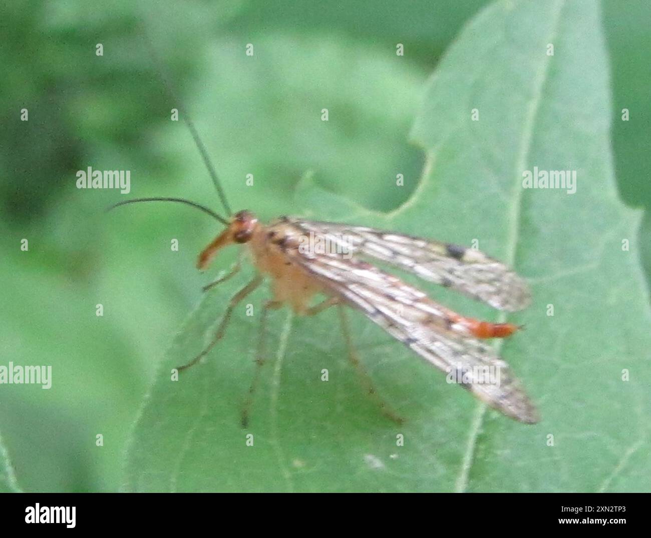 Insect Sharp Sharp Scorpionfly (Panorpa acuta) Insecta Stock Photo - Alamy