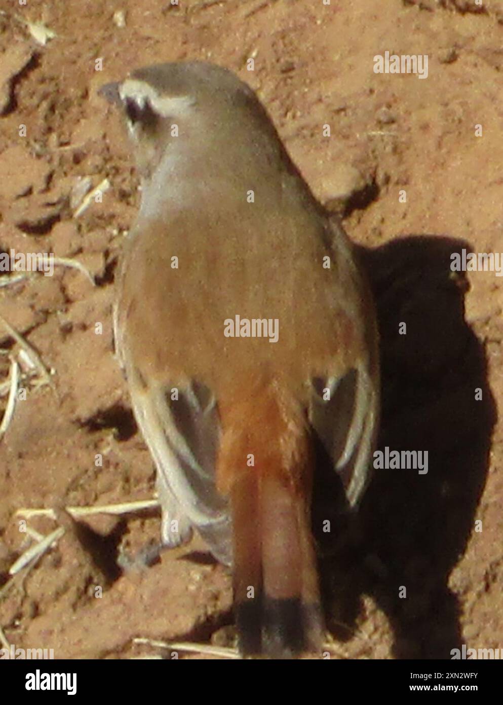 Cercotrichas paena hires stock photography and images Alamy