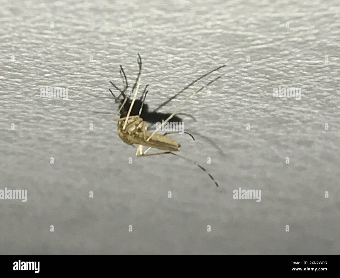 Summer Salt Marsh Mosquito (Aedes dorsalis) Insecta Stock Photo - Alamy