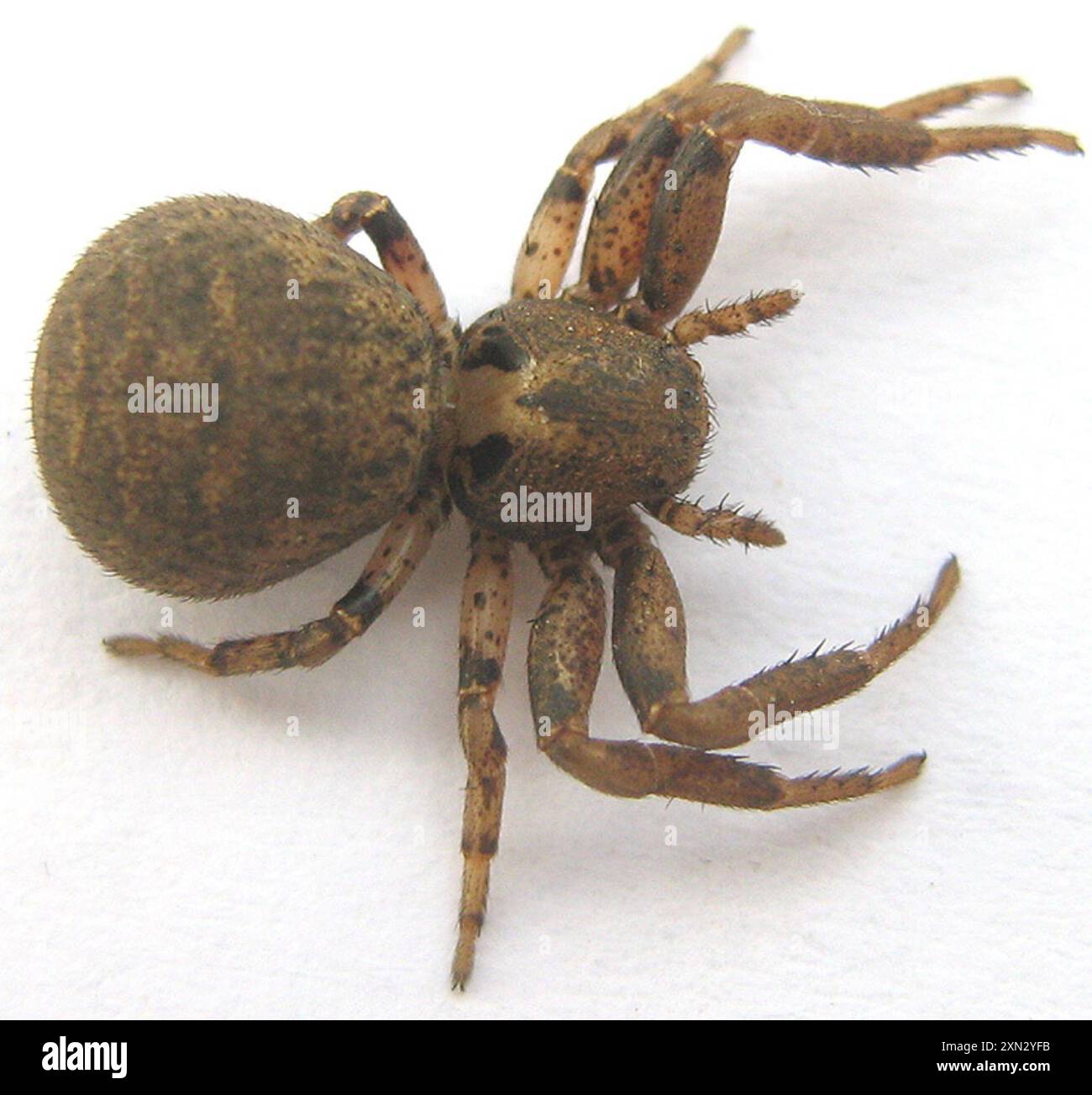 Crab Spiders (Thomisidae) Arachnida Stock Photo - Alamy