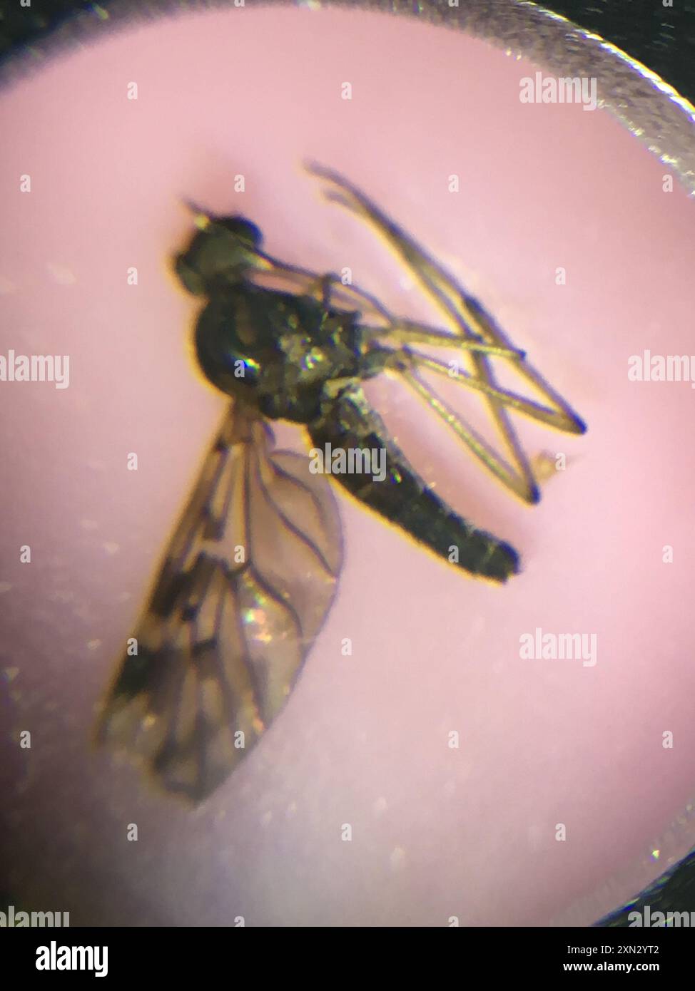 Diptera Insec Flies (Diptera) Insecta Stock Photo - Alamy