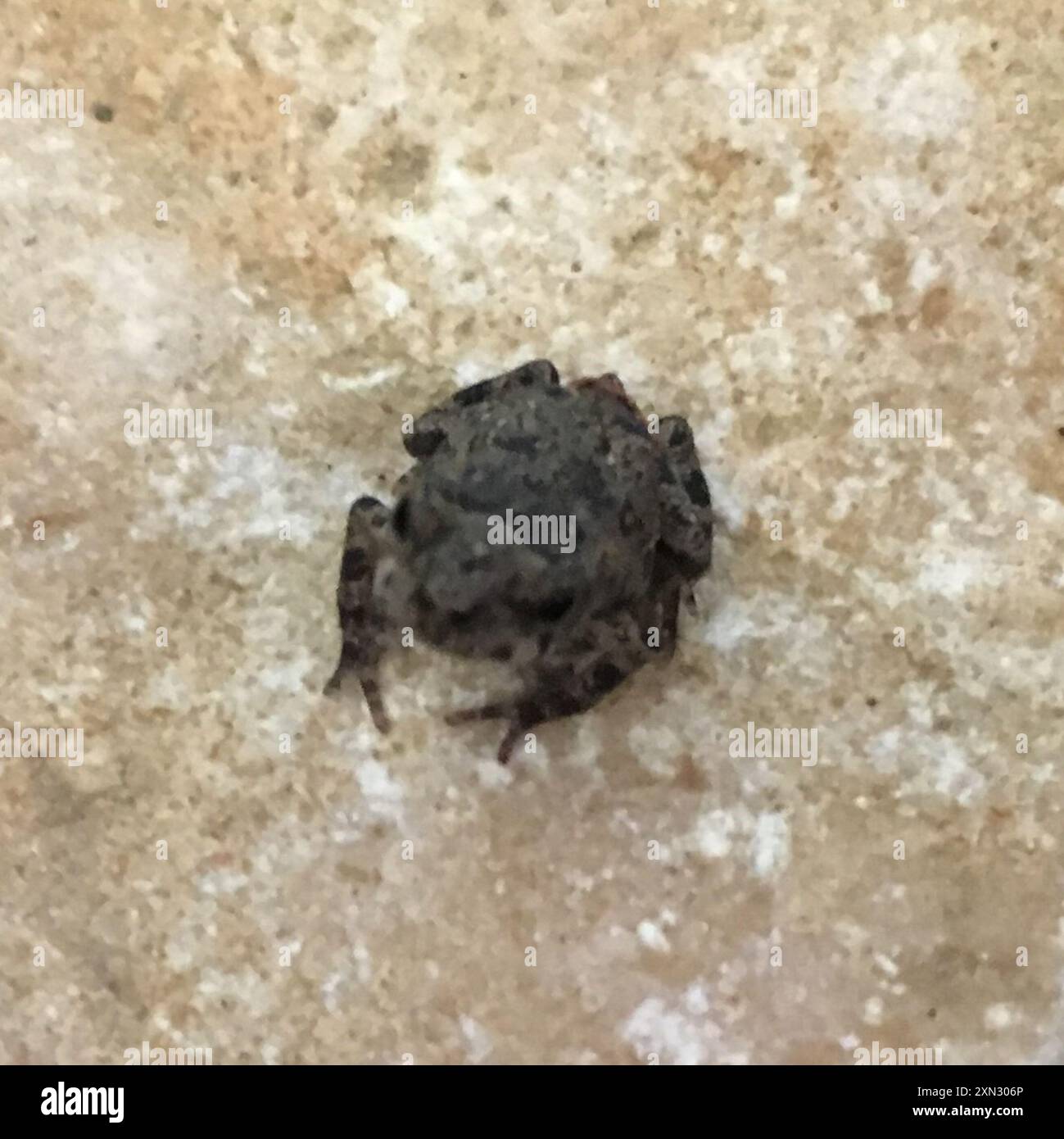 Frogs and Toads (Anura) Amphibia Stock Photo - Alamy