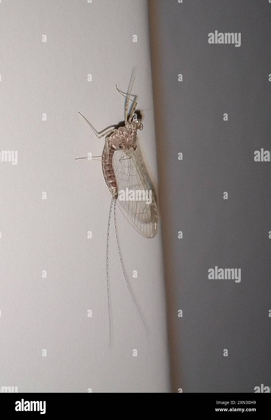Pund Insect Pond Olive (Cloeon dipterum) Insecta Stock Photo - Alamy