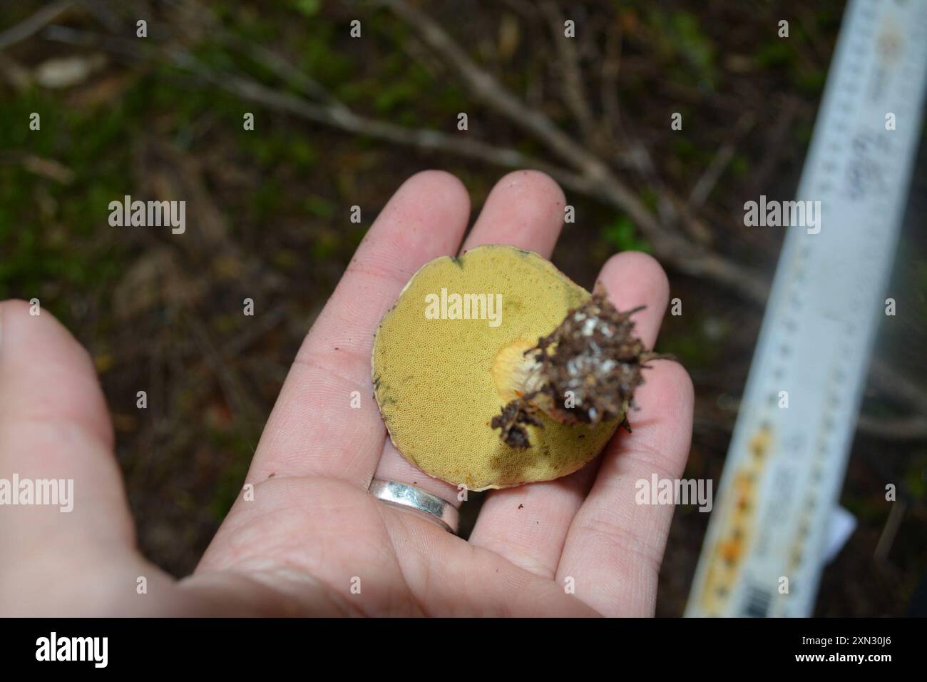 (Boletus leptospermi) Fungi Stock Photo Alamy