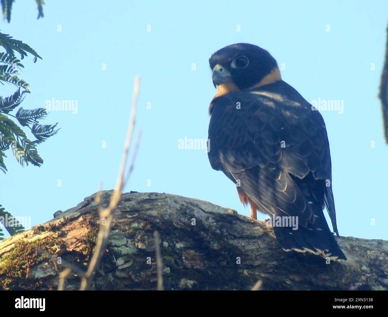 Falco rufigularis hi-res stock photography and images - Alamy