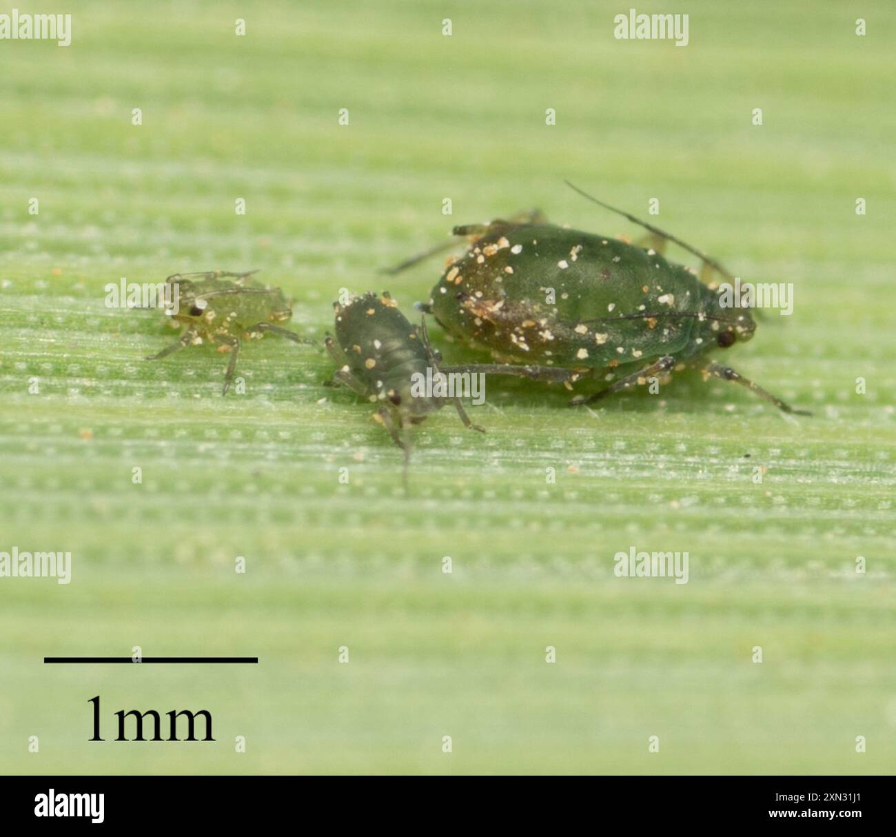 Bird Cherry-oat Aphid (Rhopalosiphum padi) Insecta Stock Photo - Alamy
