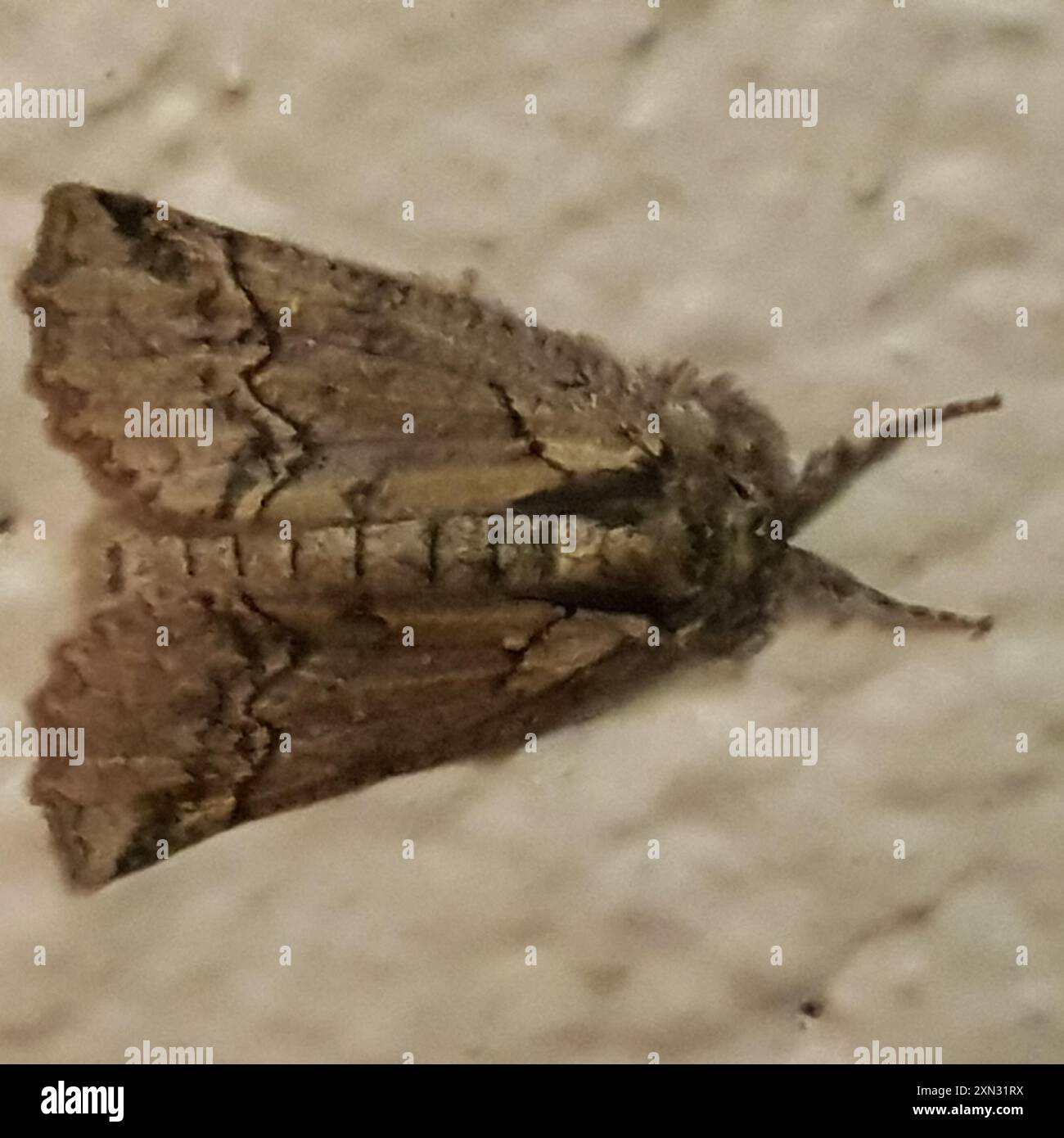 Semilooper Semilooper hi-res stock photography and images - Alamy
