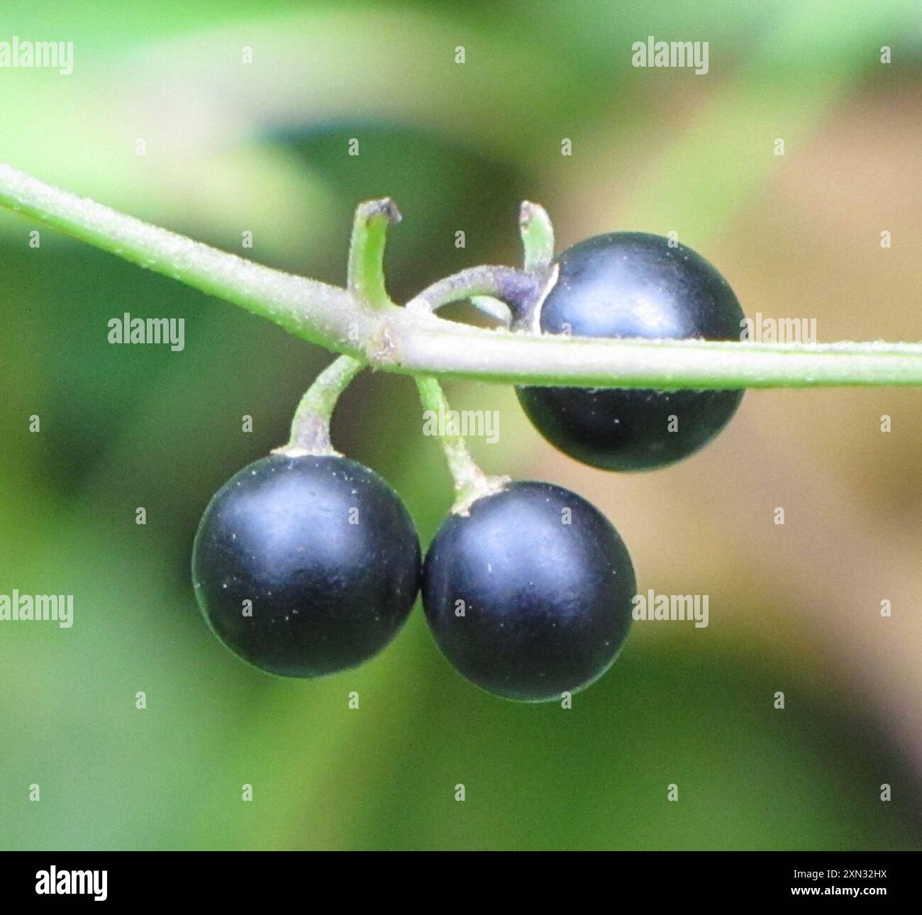 eastern black nightshade (Solanum emulans) Plantae Stock Photo - Alamy
