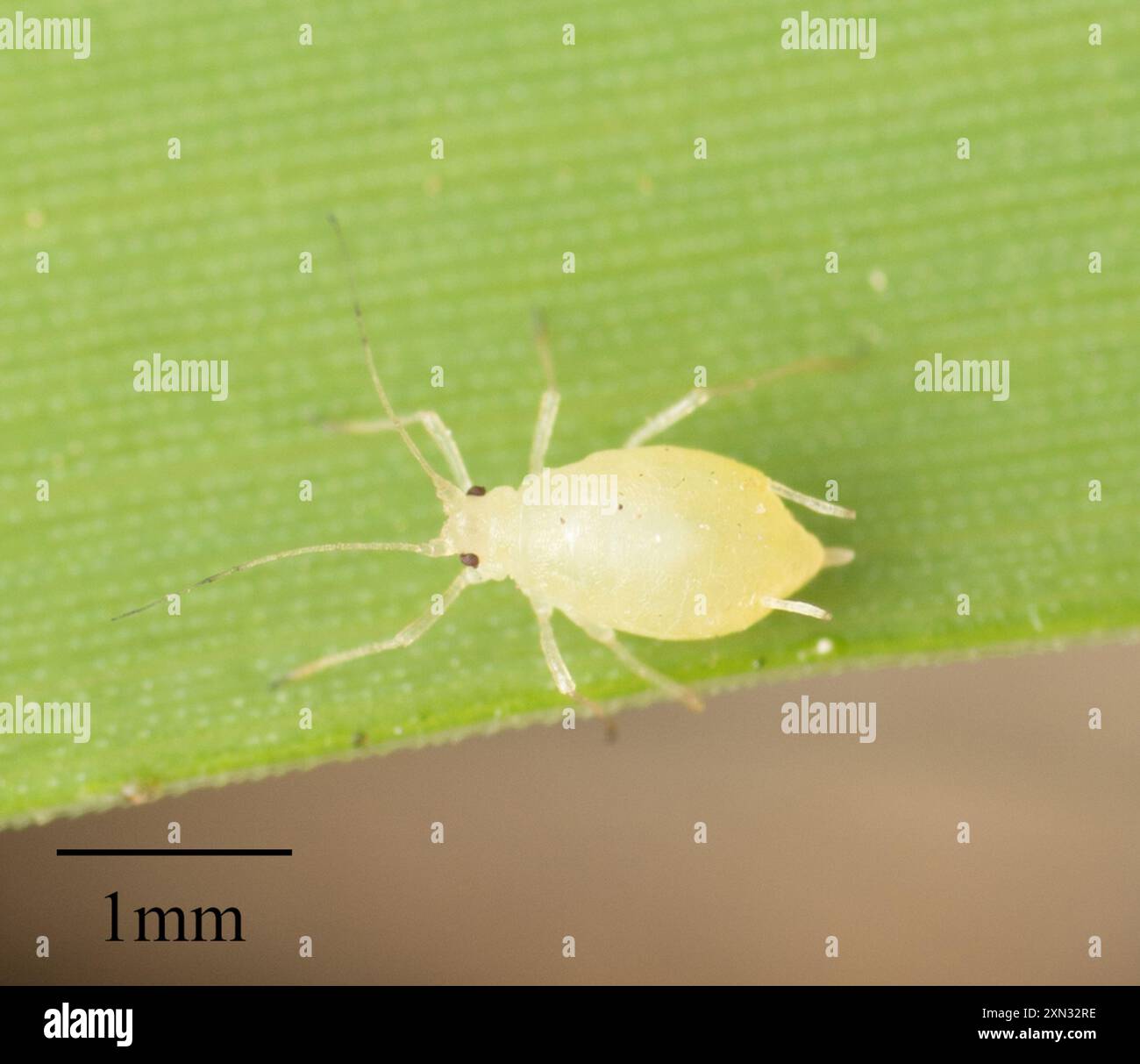 Myzus persicae aphid hi-res stock photography and images - Alamy