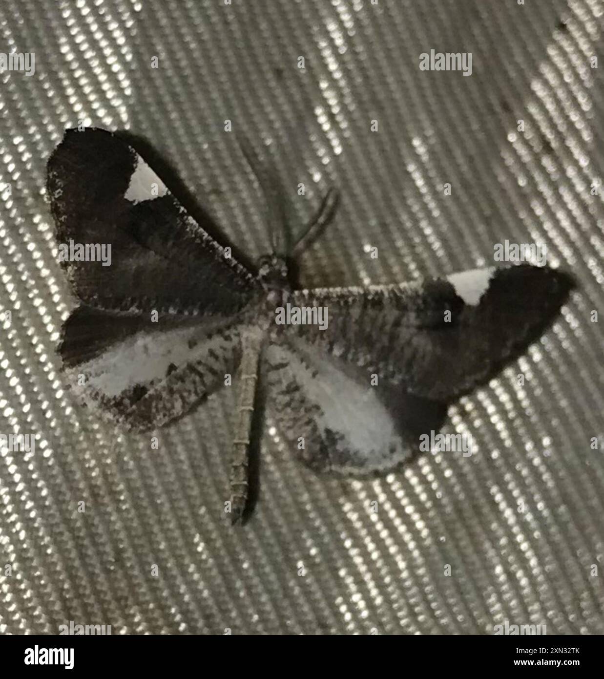 Macrosoma hi-res stock photography and images - Alamy