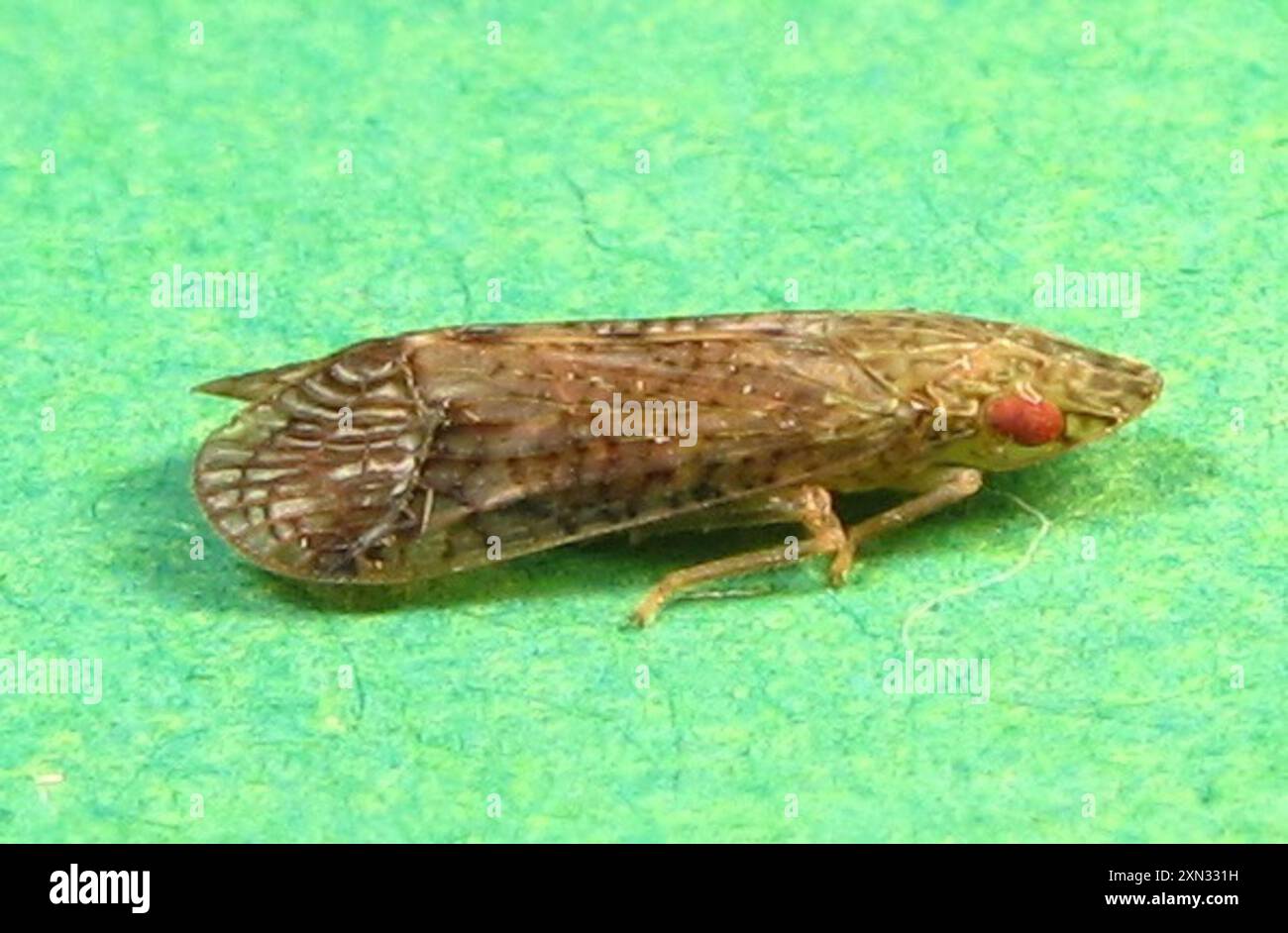 Roteles Insect (Pelitropis rotulata) Insecta Stock Photo - Alamy