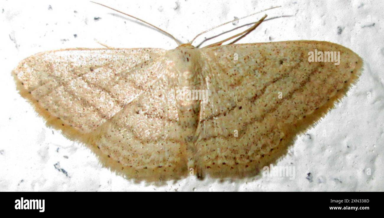 Geometer Insect Geometer Moths (Geometridae) Insecta Stock Photo - Alamy