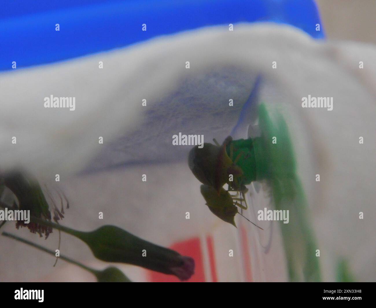 Neotropical Red-shouldered Stink Bug (Thyanta perditor) Insecta Stock ...