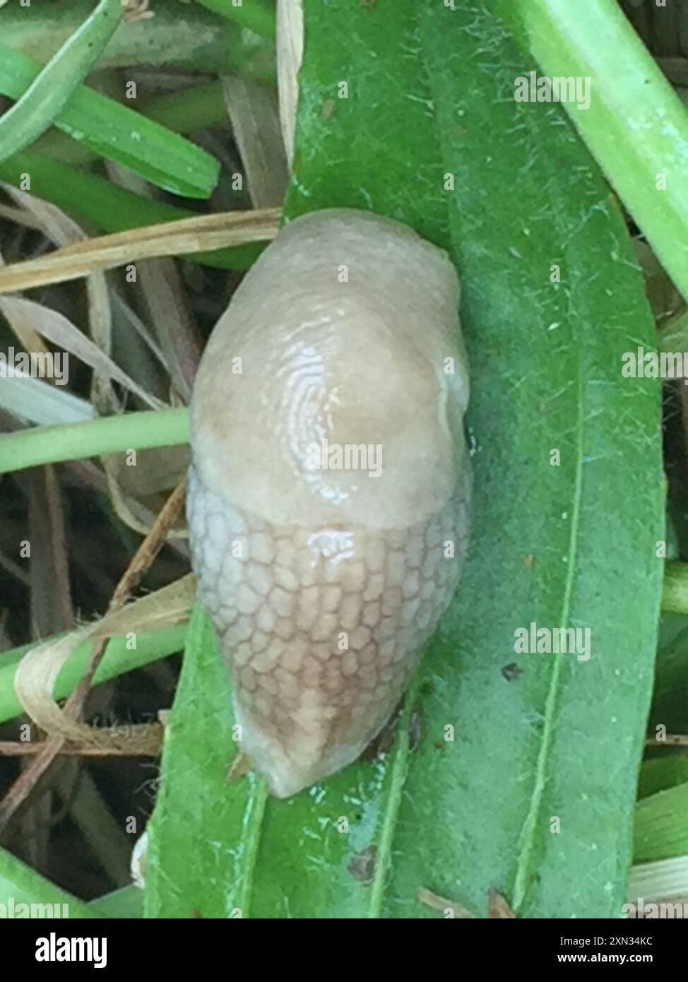Milky Slug (Deroceras reticulatum) Mollusca Stock Photo - Alamy