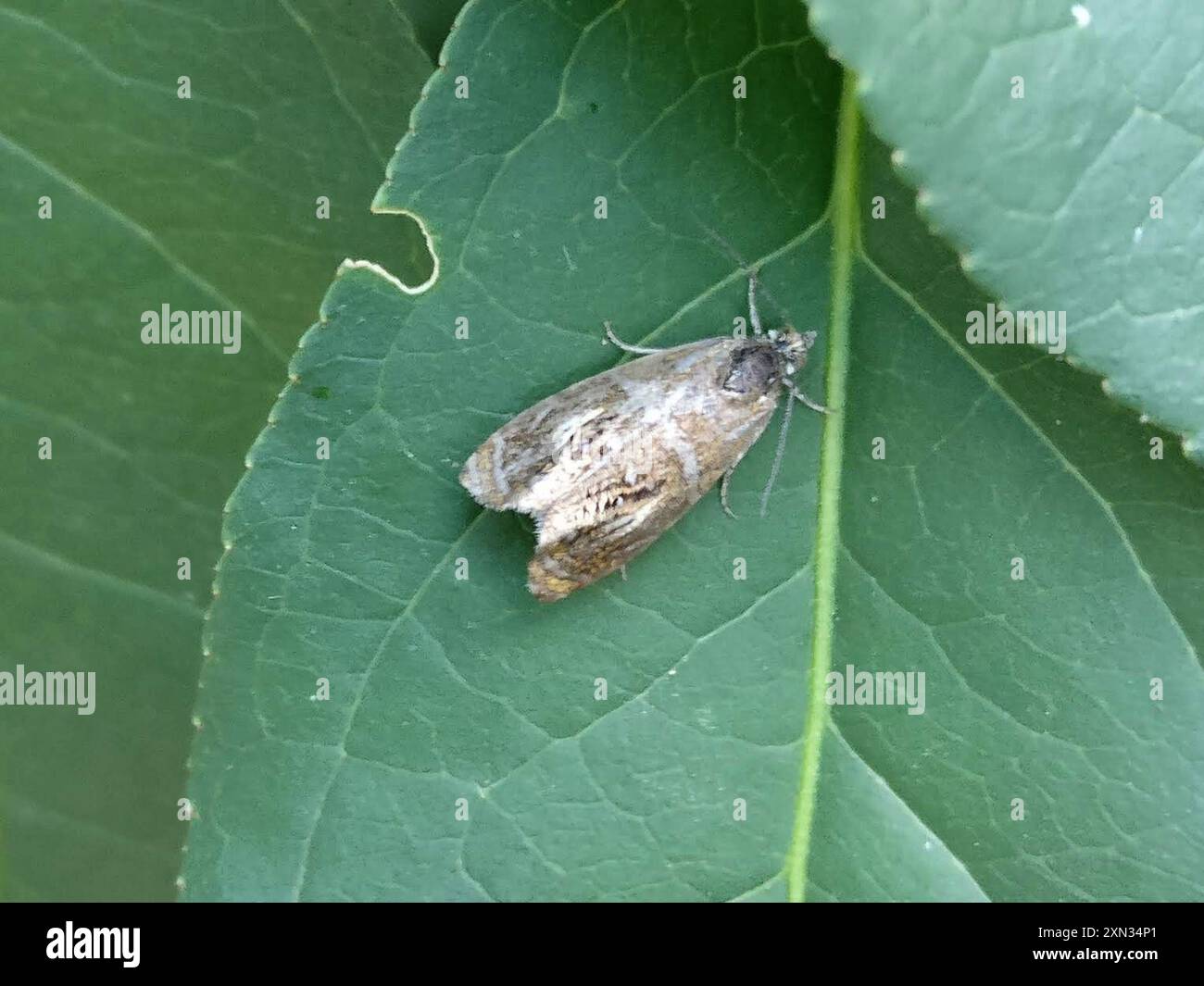 Arched Marble (Olethreutes arcuella) Insecta Stock Photo - Alamy