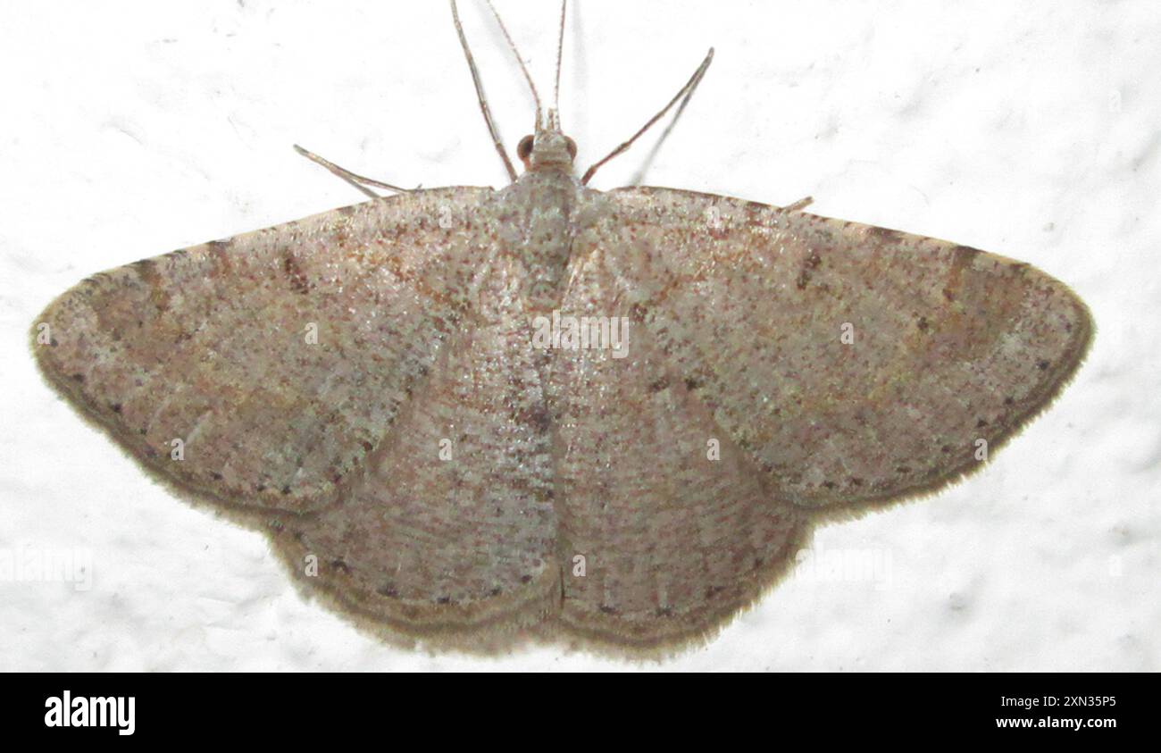 Geometer Insect Geometer Moths (Geometridae) Insecta Stock Photo - Alamy