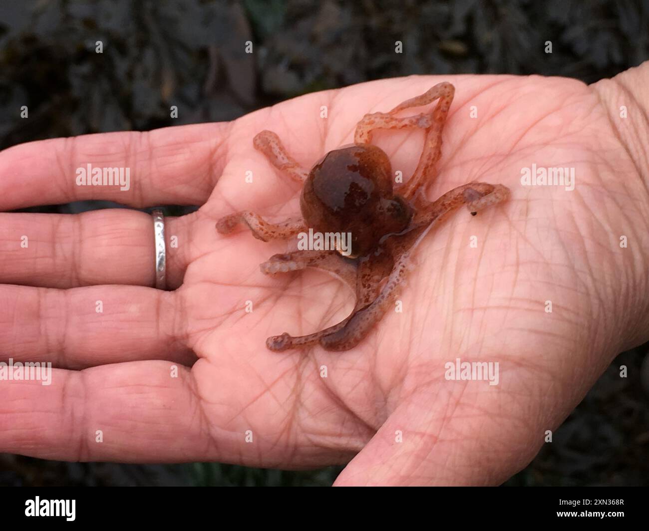 Octopus rubescens hi-res stock photography and images - Alamy