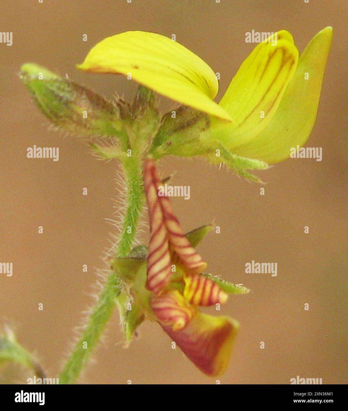 Sc Rattlepod Rattlepods (Crotalaria) Plantae Stock Photo - Alamy