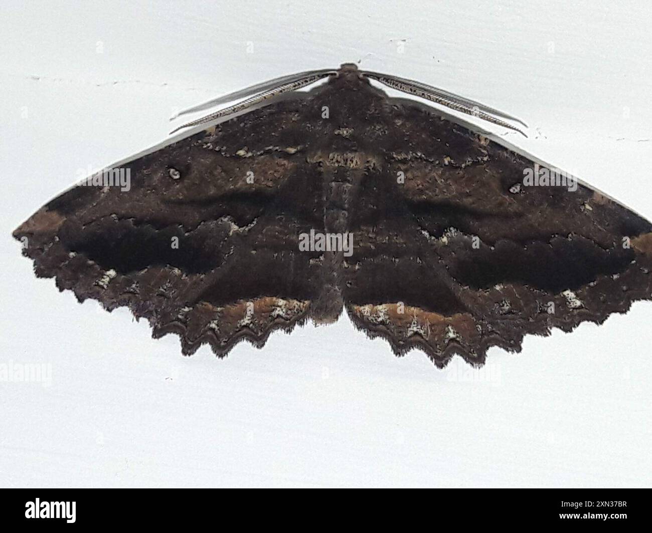 Brown evening moth (Gellonia dejectaria) Insecta Stock Photo - Alamy