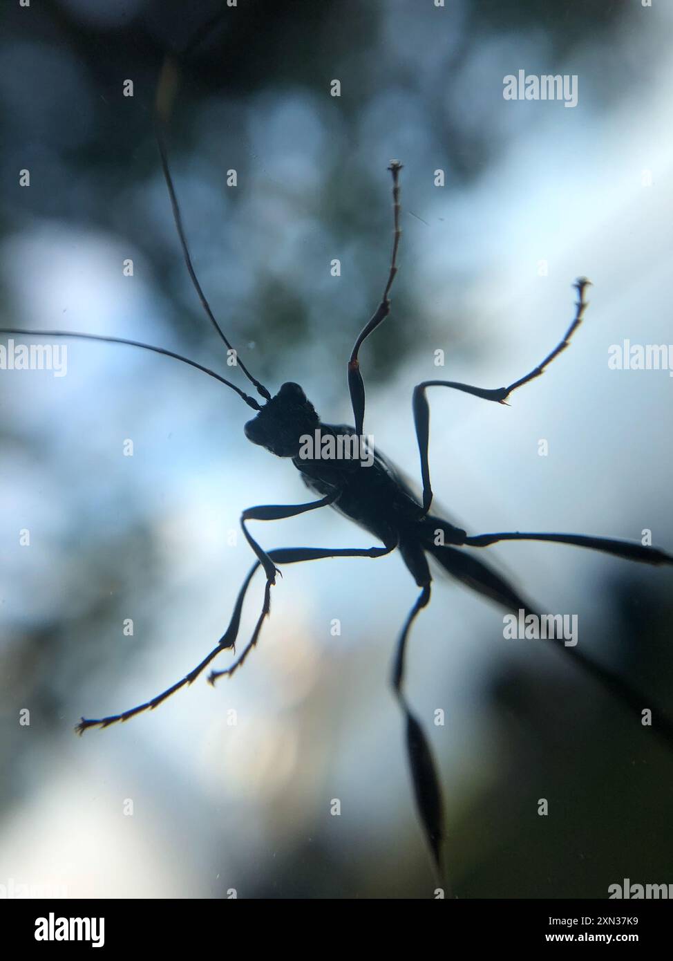 American Pelecinid Wasp (Pelecinus polyturator) Insecta Stock Photo - Alamy