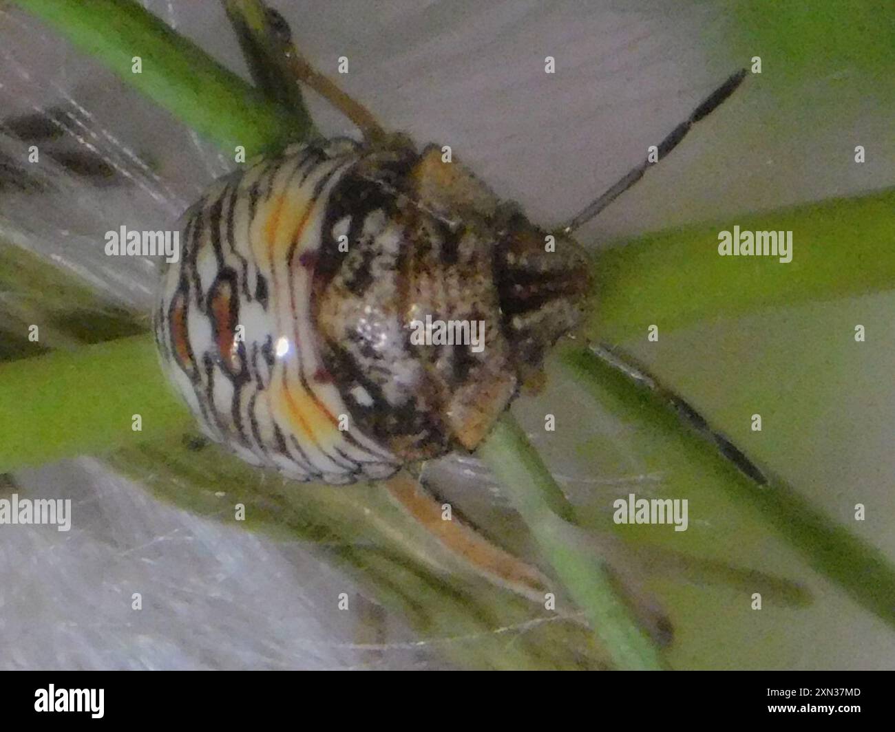 Neotropical Red-shouldered Stink Bug (Thyanta perditor) Insecta Stock ...