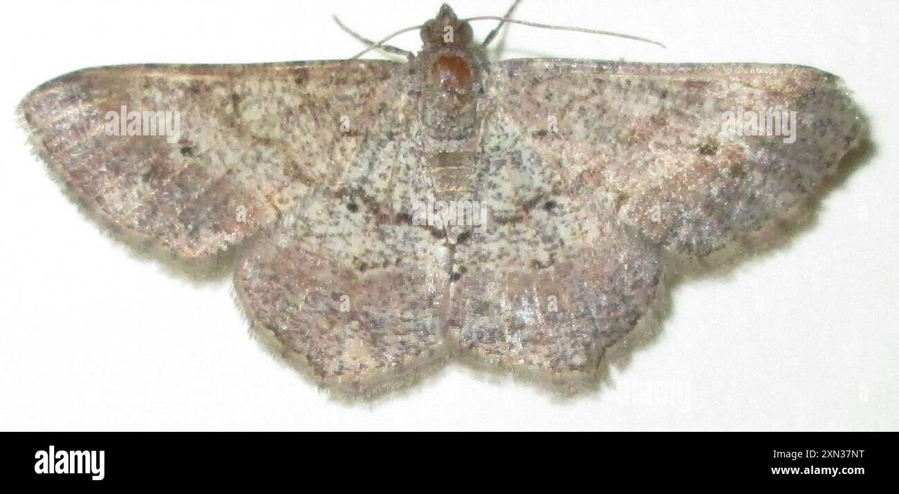 Geometer Insect Geometer Moths (Geometridae) Insecta Stock Photo - Alamy