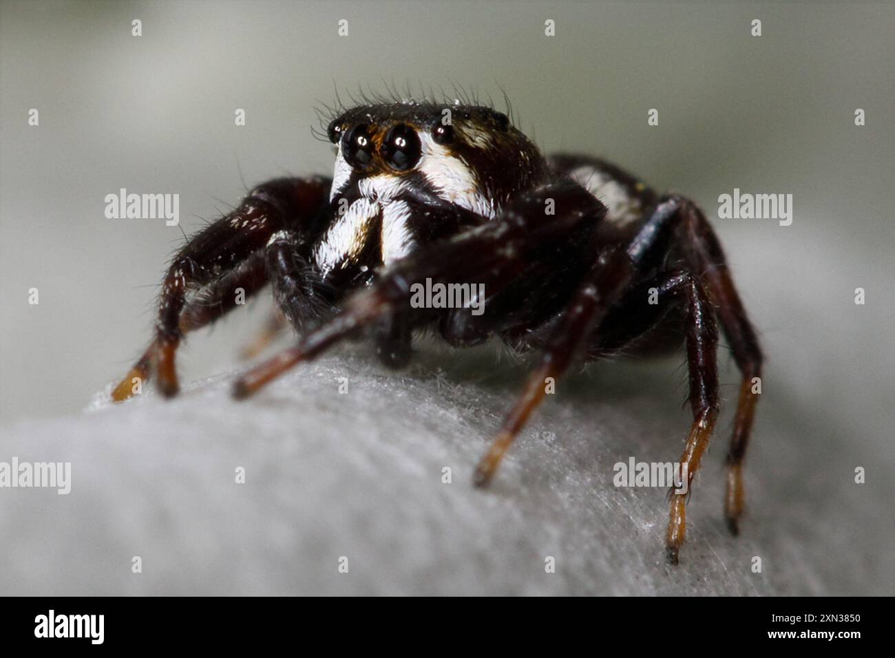Dumpy Spider Oak jumping spider hi-res stock photography and images - Alamy