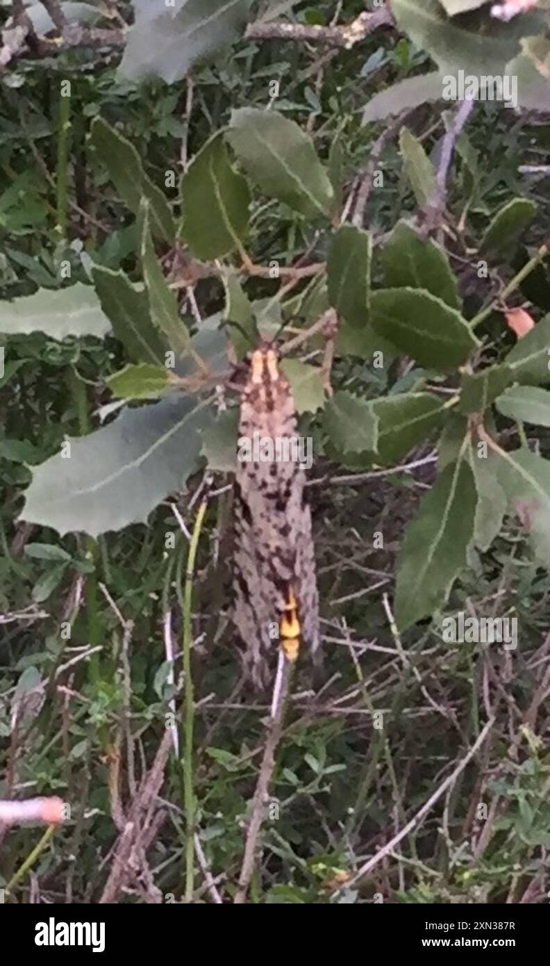 Grand Antlion (Palpares libelluloides) Insecta Stock Photo - Alamy
