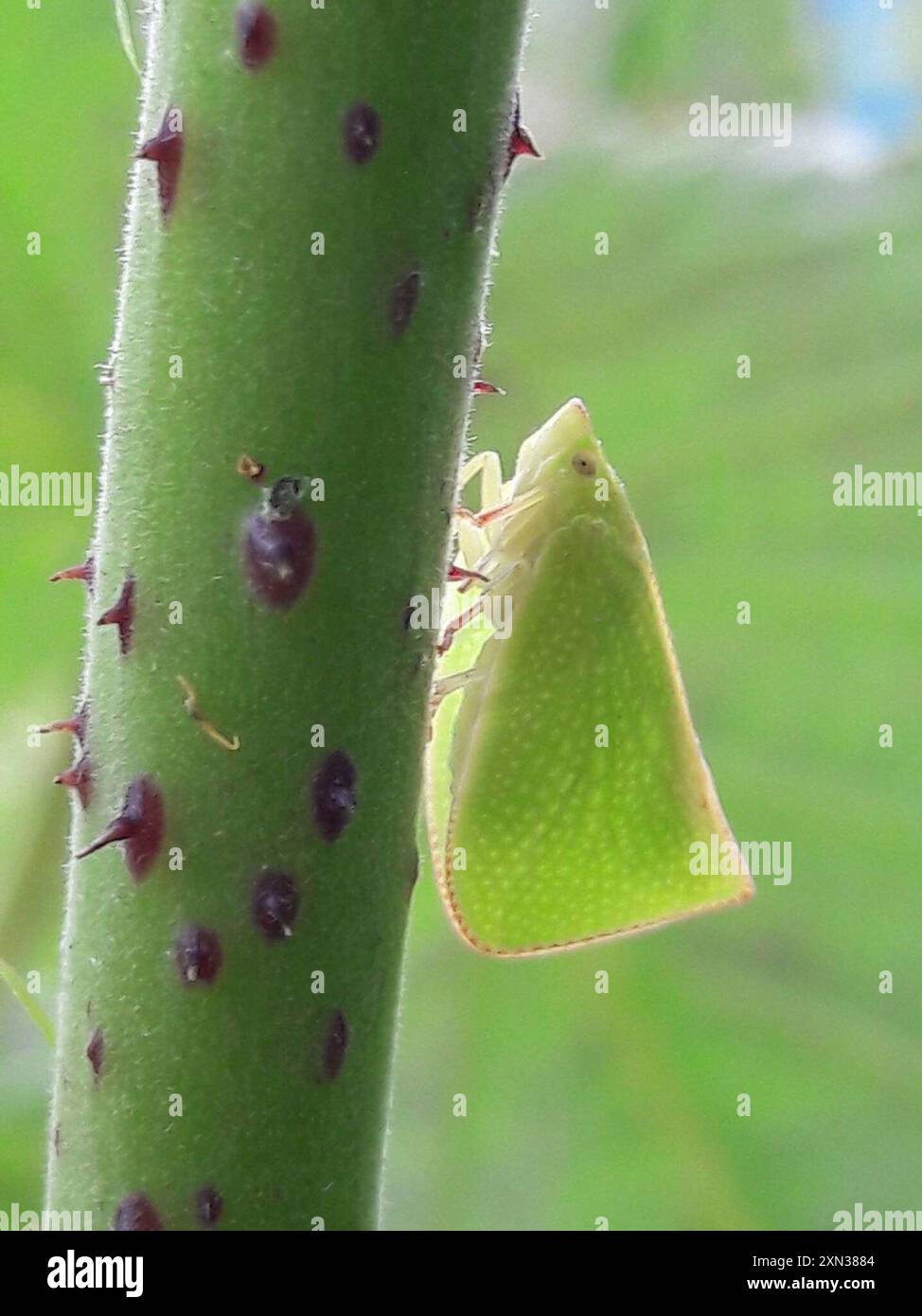 Torpedo Bug (Siphanta acuta) Insecta Stock Photo - Alamy